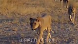 离群的水牛被狮子围攻，同伴却没救它，镜头记录悲惨一幕