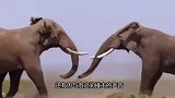 两头公象打架，用象牙猛戳对方身体，折断的象牙都崩飞了