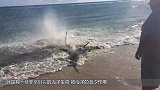 海边出现巨型生物，引来大量游客围观，专家让大家赶紧撤退
