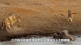 三只狮子欲捕杀落单犀牛结果却令人大跌眼镜镜头拍下不可思议一幕