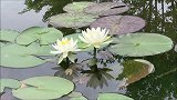 莲花美景欣赏，景色迷人，令人陶醉