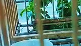 新手养鸟，应注意的几大误区