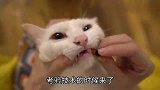 让猫咪乖乖吃药的诀窍：养一只呆萌的小猫