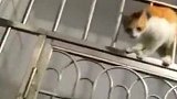 这猫走路还真有意思呀，挺逗呀！