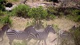 狮群捕猎有多聪明？排兵布阵非常重要