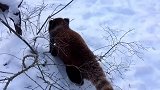 小熊猫第一次见到大雪，抑制不住的兴奋翻滚，萌翻了