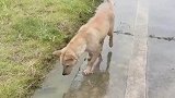 一条好心的狗子，在河边救起溺水的鱼
