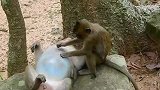 实拍：猴子享受一下当大哥的风光