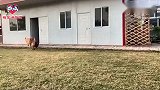 金毛联合马犬耍计谋开门去约架，主人：又要赔狗粮了！太逗了