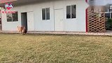 金毛联合马犬耍计谋开门去约架，主人：又要赔狗粮了！太逗了