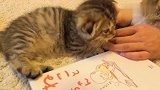 家有胖嘟嘟的小奶猫，忍不住上手，网友：放开让我来