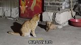 你说她蠢？她还成精了！
