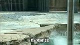 这大白熊是睡着了吗，怎么就掉下去了