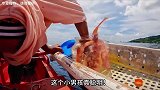 小男孩用东星斑当诱饵，钓到29斤石斑鱼，太厉害了！