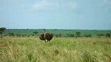 鸵鸟妈妈保护她的孩子免受猎豹的袭击