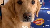主人问金毛：惶恐不安很害怕是什么表情？金毛立刻模仿着，好形象