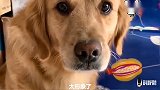 主人问金毛：惶恐不安很害怕是什么表情？金毛立刻模仿着，好形象