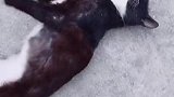 爱撒娇的猫咪