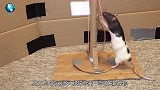 考拉大摇大摆走进超市，举动简直成精了，镜头记录下全过程
