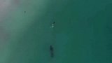 新西兰一女子沿岸游泳遇到三头虎鲸伴游嬉戏，真是太调皮拉