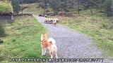 绵羊带着一班小弟来和狗狗算账，这条柴犬做错什么了，会惹到它们