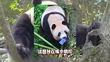 熊猫梅兰有点叛逆在身上，游客手机不慎掉落，不听劝捡起来就啃