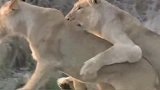 小狮子玩闹时就知道和同伴练习抓捕，怪不得狮子狩猎能力那么强！
