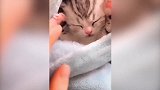 萌宠视频：天啦，太可爱了！嘤嘤嘤的小奶猫和猫麻麻一起玩耍