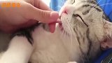 主人趁着猫咪熟睡时扯它舌头，网友：好紧张啊