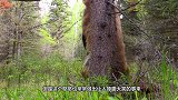 空无一人的森林，出现一只棕熊跳钢管舞，舞姿还很性感！