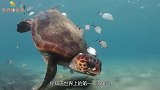 世界上最大的海龟体长2米，重达1吨，它的嘴里竟隐藏着秘密