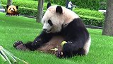 熊猫桃浜躺在草地上轻松惬意地品尝美味，小日子过得不错呀！