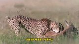 一只猎豹捕杀羚羊，眼看小命不保，狒狒大哥挺身相救