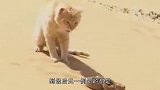 猫为什么不怕毒蛇呢看完猫捕抓蛇的过程，涨知识了