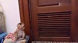 小猴子太粘人了,妈妈出门它也要跟着去