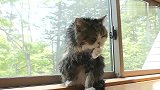 猫咪：铲屎官把朕弄成这样，不知道要多久才能弄干