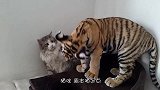 宝宝拿起猫咪的尾巴一口咬下去，猫咪发狂，回头一看脸色立马变了