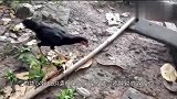 为什么五毒之一的蜈蚣,毒不死大公鸡原因很简单