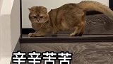 《为父献妻》