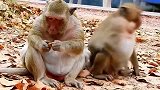 可怜的猴子甜豌豆想再做个孩子，这样可以得到猴王的关照