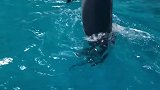 小海豚水上直立行走。