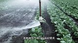 家中有壁虎怎么驱赶它