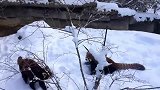 小熊猫第一次看到大雪,就像哈士奇回到老家一样,太逗了!
