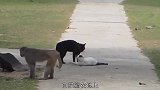 猫咪内讧打架，猴子围观，这场面真是头一回见