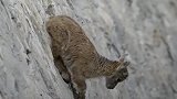 雪豹偷袭山羊，无奈山羊跳下万米深渊，结果奇迹出现了