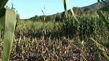 看别人打猎回野猪，主人带着自家土狗就去了，不料却闹出笑话