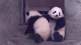 两只熊猫宝宝正在打架