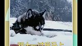 萌宠大哥大嫂行行好，给个鸡腿吧