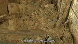 秦始皇祖母墓被发现，里面找到灭绝已久的动物，专家：太重要了