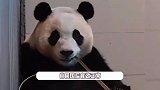 大熊猫“福宝”回国状态好，干饭嘎嘣脆不挑食，被竹子团团包围